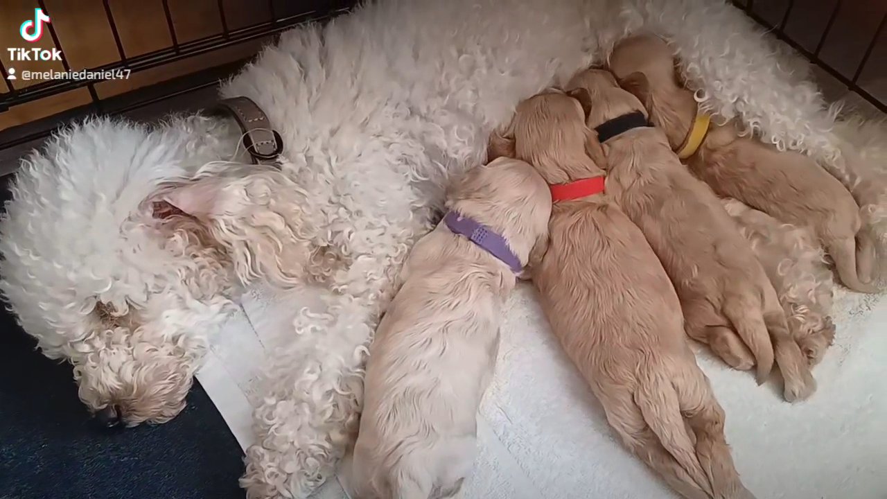 georgous Cavapoo puppies