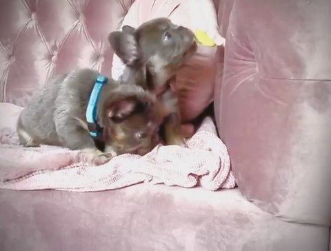 Fluffy Litter