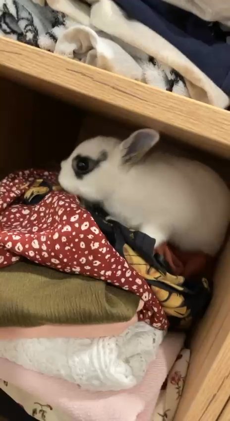 netherland dwarf baby rabbits