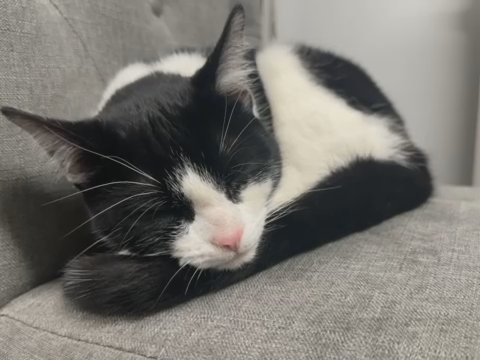 Cats For Sale