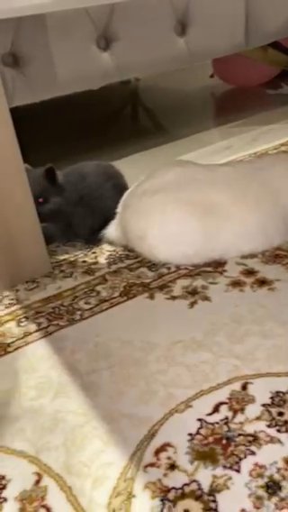 rabbit