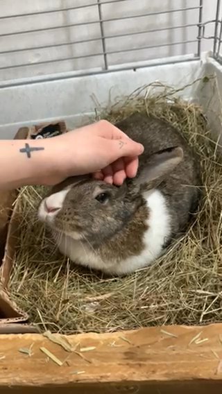 free gorgeous female rabbit