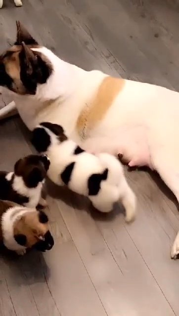 american akita