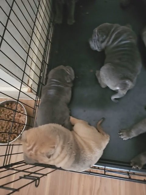 Top quality sharpei puppies full kc registered a really good pedigree health checked, first injection, flead, wormed