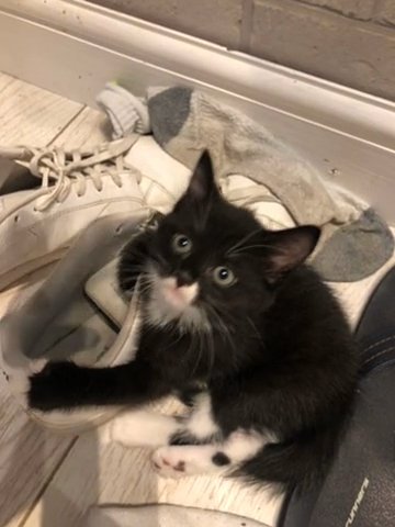 2 beautiful kittens £120 each