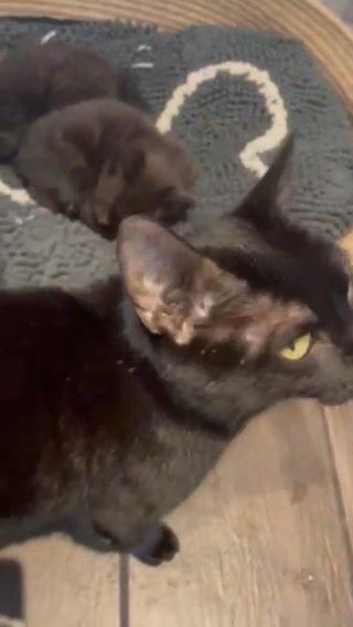beautiful black kittens for loving
