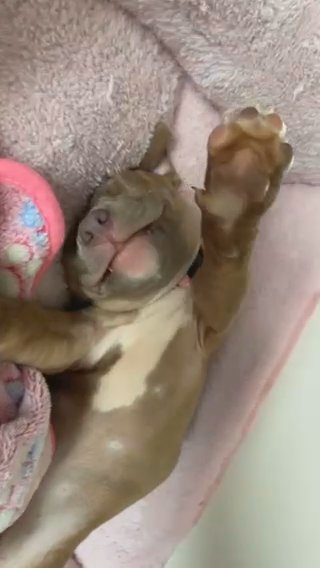 Lolly Xo Bully