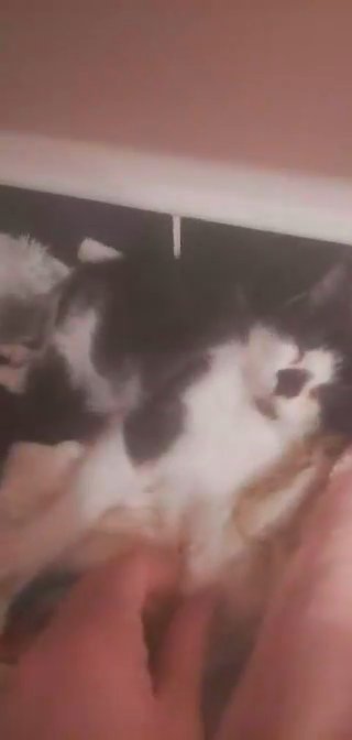 2 kittens make and female