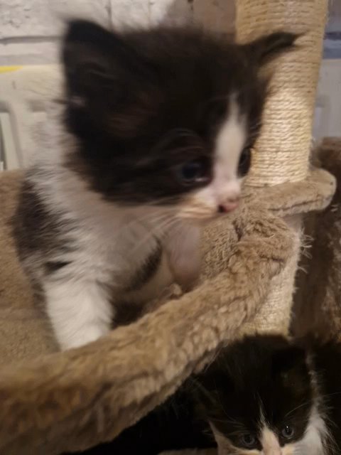 ragdollxtuxedo