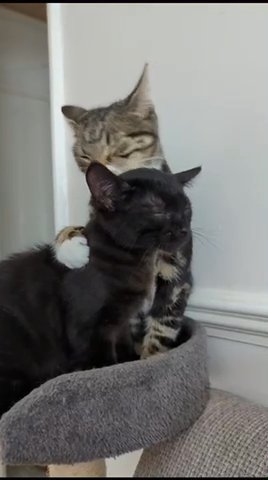 2 Kittens to adopt