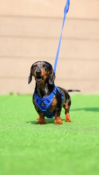 Miniature Dachshund