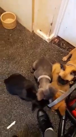 Frenchie Puppies