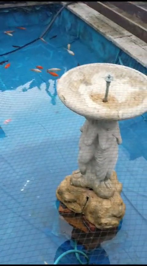 koi fishes, oppen to offers
