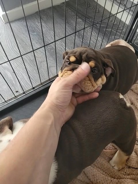 english bulldog