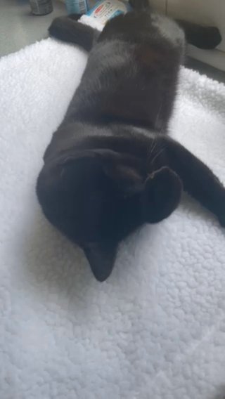 2 Year Old Female Cat