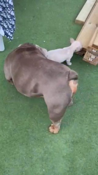 British Bulldog And Eight Month Frenchie Girl, Girl For Sale