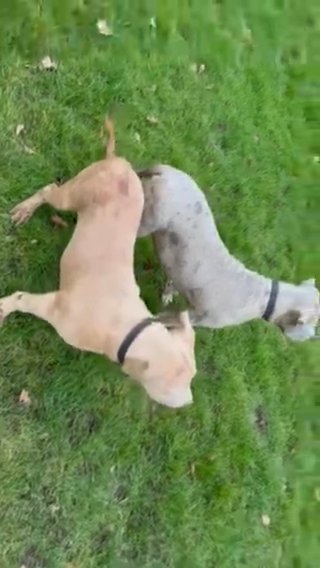 Merle American bullies