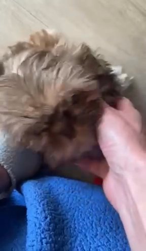 Full Pedigree Kc Registered Shih Tzu