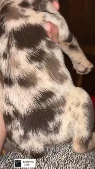 Merle Frenchbulldog