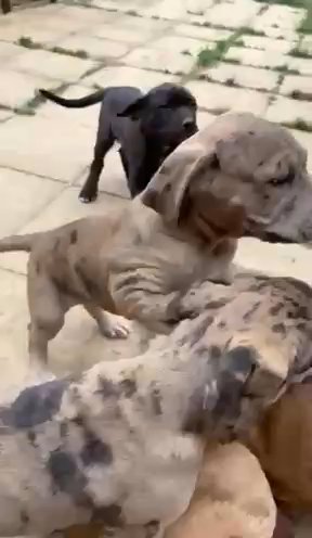 Cane Corso Pups