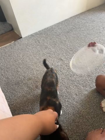 1 Year Old Female Calico Kitten