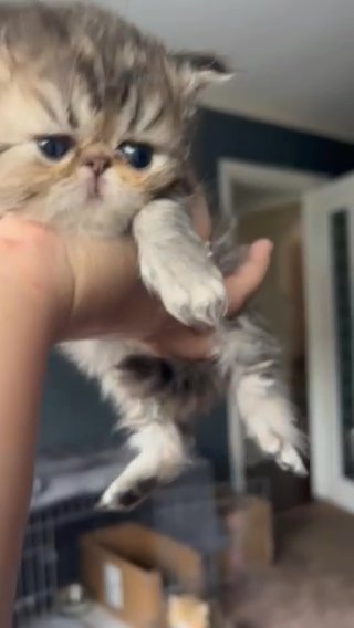Mr Peanut Golden Persian Chinchila