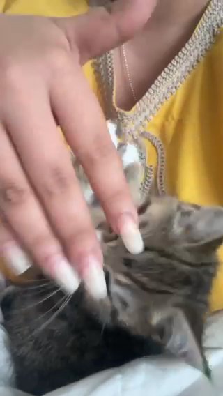 Male Kitten