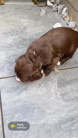 Stunning KC Cocker Spaniels