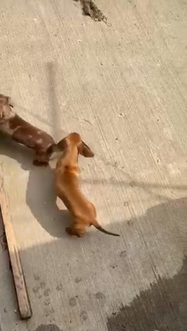 Dashhounds