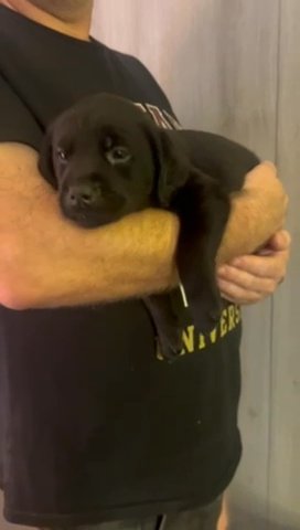 stunning Chunky Black Labrador Retrievers