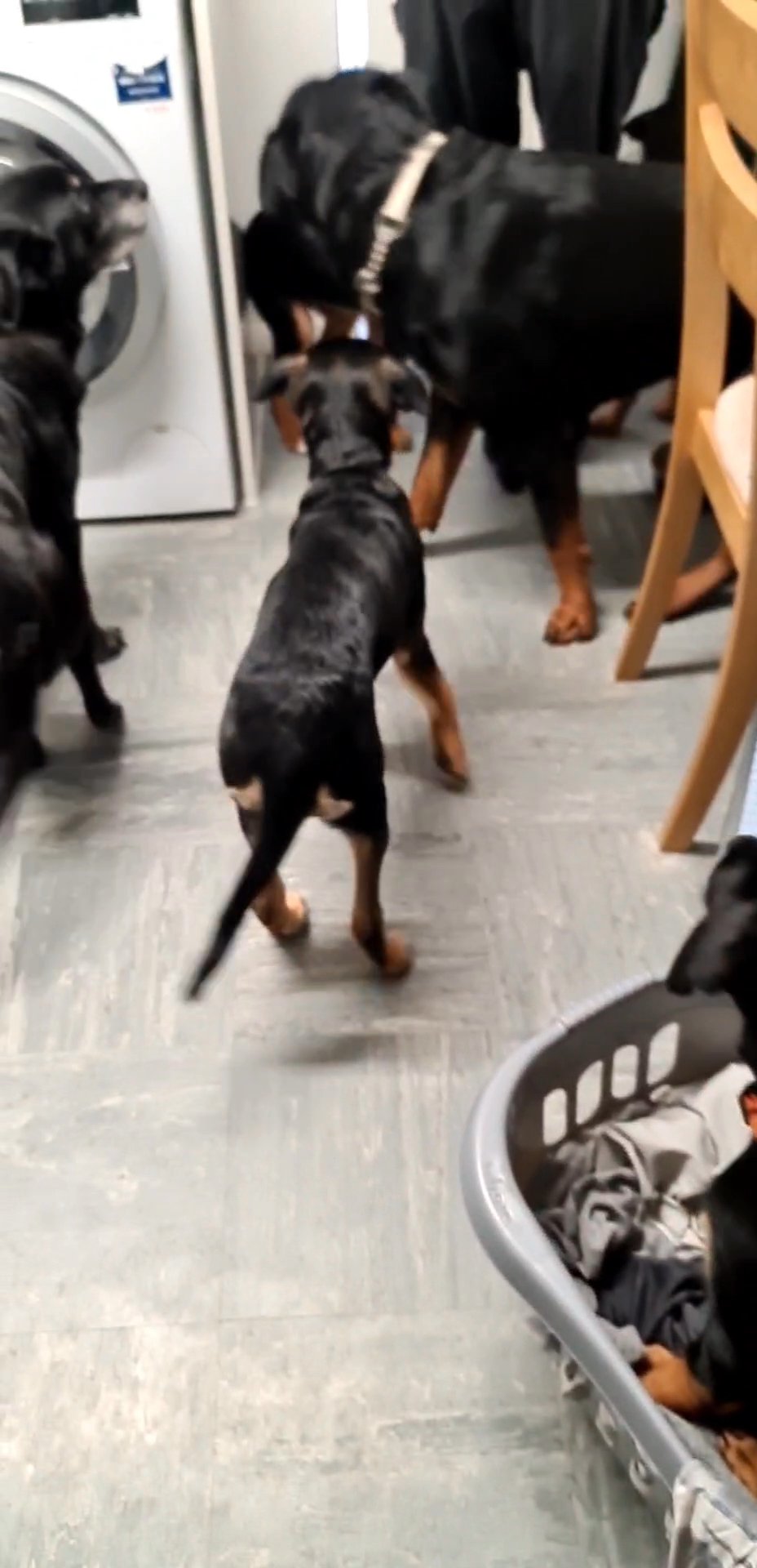 Rottweiler x Collie Puppies 3 left