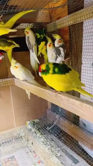 Beautiful Singing cockatiels Lutino , Albino, Grey , Yellow