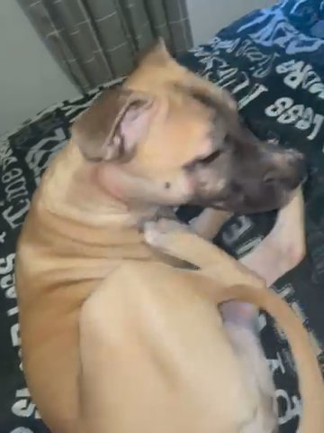 Roxi