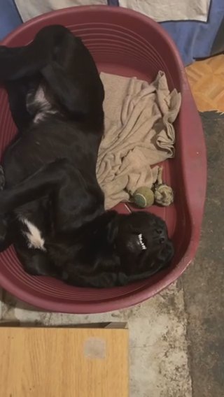Male Dog
