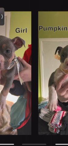 AMERICAN BULLIES READY TO GO TODAU