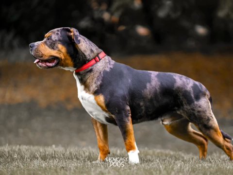 Black tri merle American bully For Sale