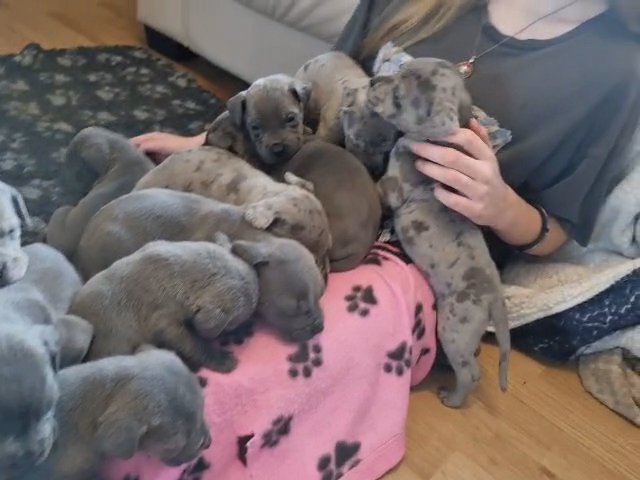 cane corso babies