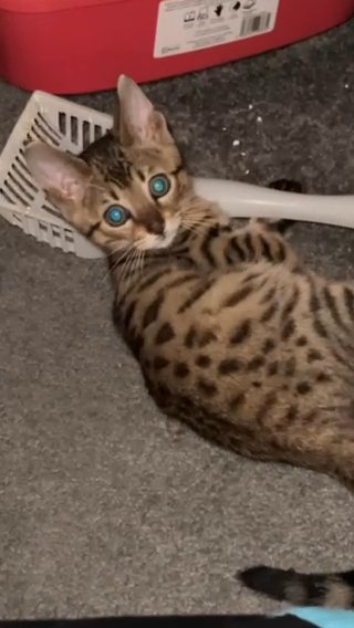 Bengal Kitten For Sale