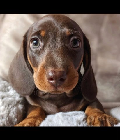 Dachshund Pups Available Choc And Tan