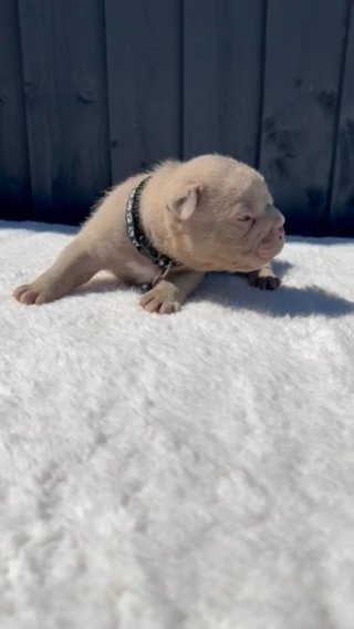 MALE LILAC AMERICAN POCKET BULLY