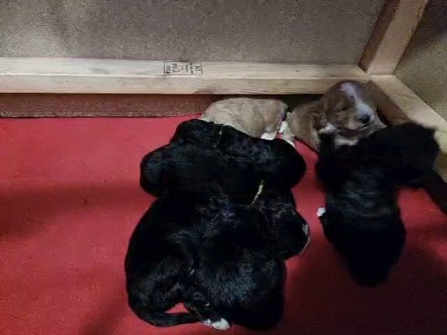 stunning F1 miniature cockapoo puppies