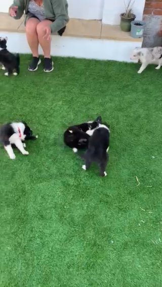 ready to go!! border collies