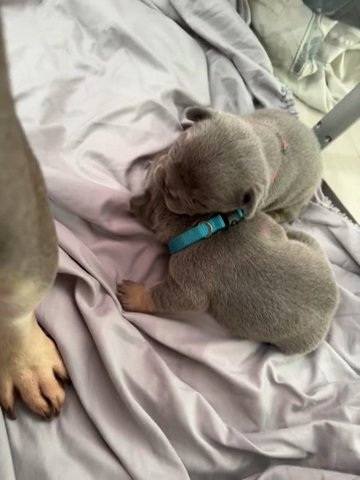 French Bulldog Puppies