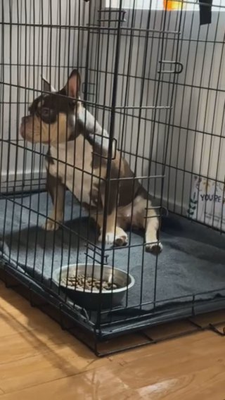 Nano Bully Female