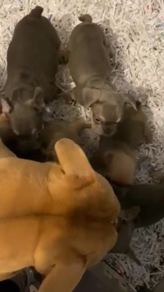 French bulldog puppies, ready to go. ???