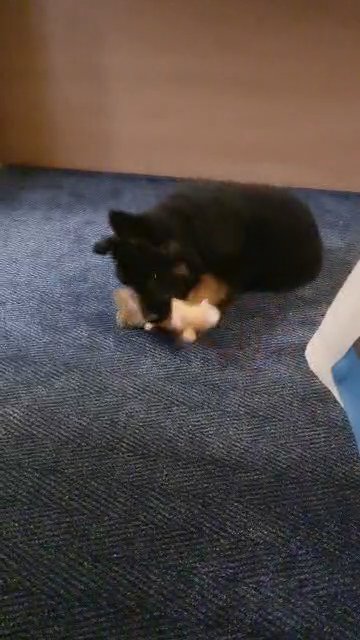 Cayde, Puppy GSD Male