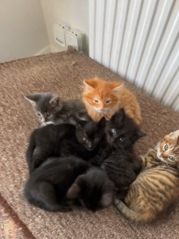 Beautiful Maincoon Mixed Kittens