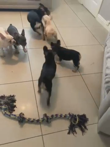French Bulldog Pups