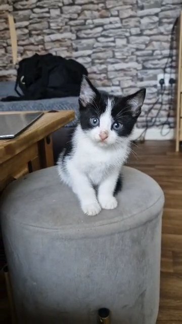 3 beautiful kittens for sale