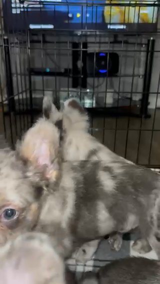 Male Fluffy Frenchies